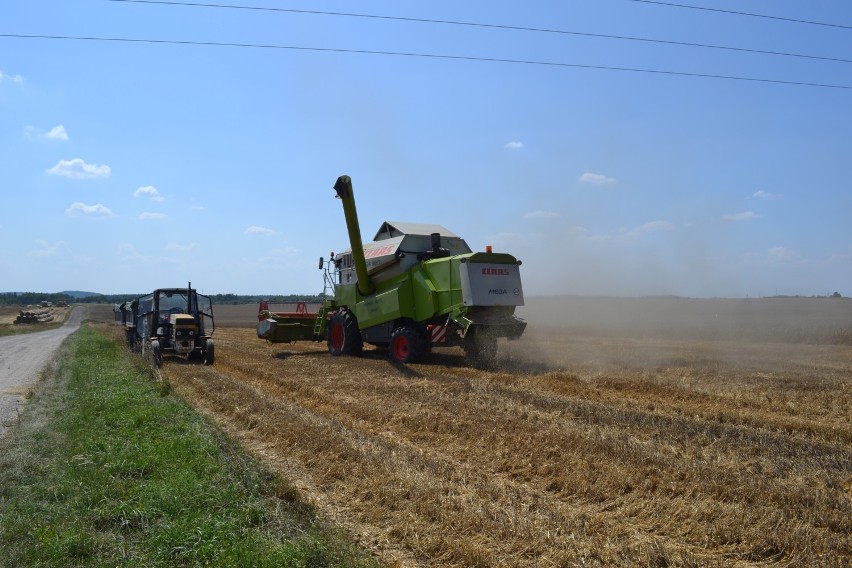 Żniwa w powiecie kłobuckim