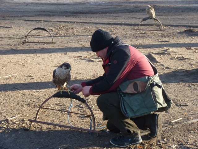 Drapieżne ptaki w parku w Radomsku. Urzędninicy składają obszerne wyjaśnienia