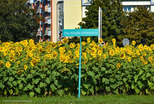 Miasto Białystok jest w trakcie realizacji wspaniałego projektu, jakim jest stworzenie dużej ilości kwietnych łąk. Do roku 2021 mają zająć od 5 do 6,5 ha powierzchni! Pierwsze kwietne łąki już możemy podziwiać.