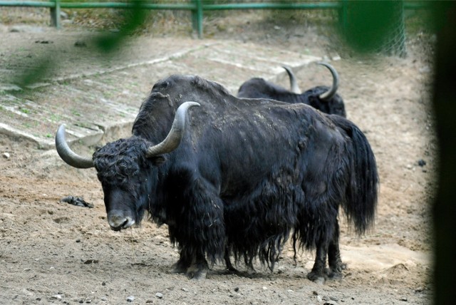 Zoo Warszawa szuka imienia dla małego jaka