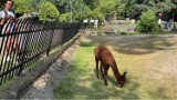 Nowe gatunki zwierząt w warszawskim ZOO. Serca podbija także młoda alpaka. Pracownicy o wakacyjnych atrakcjach