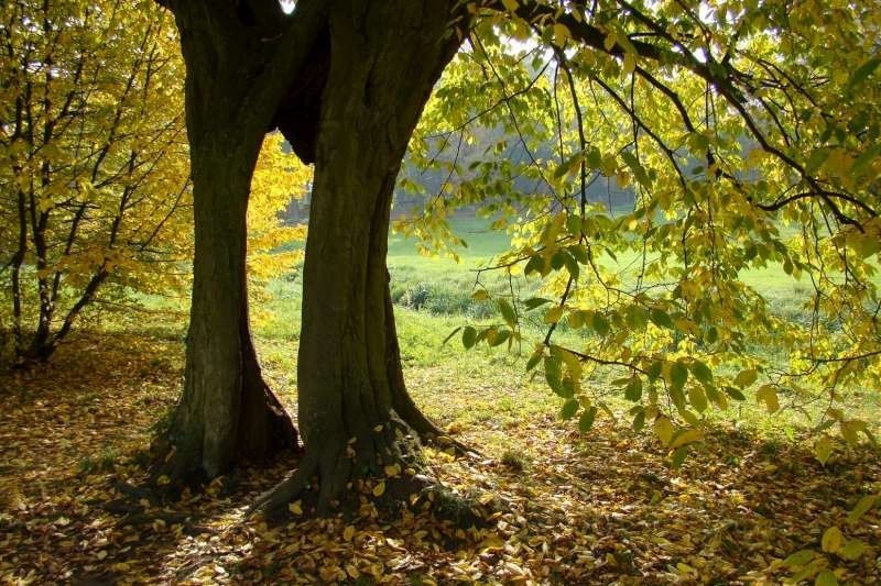 Gołuchów - park jesienią