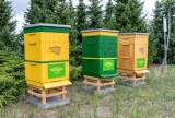 Na terenie zajezdni w Poznaniu stanęły trzy ule. "Latem w każdym z uli może być 80 tysięcy pszczół"