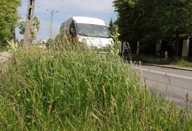 Na niektórych ulicach, jak choćby na Kochanowskiego, czy części ulicy Słowackiego, rośnie już bardzo wysoka trawa.