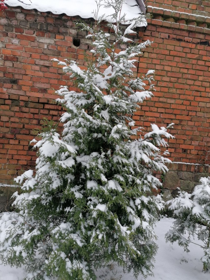 Gostyń. Przymrozki, silne wiatry i śnieżyca - z takim utrudnieniami zmagamy się wiosną. Atak zimy w kwietniu [ZDJĘCIA]