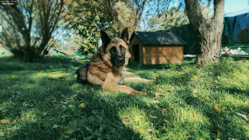 Te psiaki czekają w Tarnowskim Azylu na nowy dom