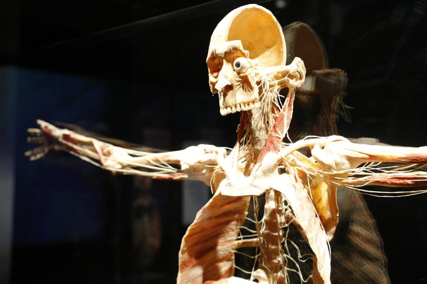 Kontrowersyjna wystawa powraca do Warszawy. Będzie można zobaczyć prawdziwe ludzkie ciała