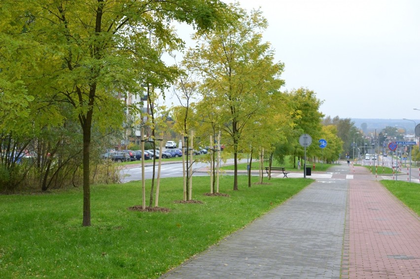 Więcej zieleni w Puławach. Zobacz gdzie pojawiły się nowe drzewa i krzewy