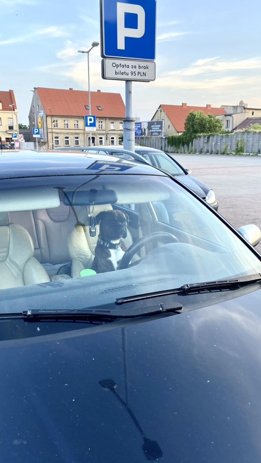 Pies za kierownicą samochodu w Wielkopolsce. Niecodzienne...