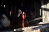 Ostrzeżenie przed ptasią grypą także dla powiatu cieszyńskiego. Jakie zakazy i nakazy obowiązują?