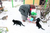 Wolontariusze dokarmiają koty w Skierniewicach