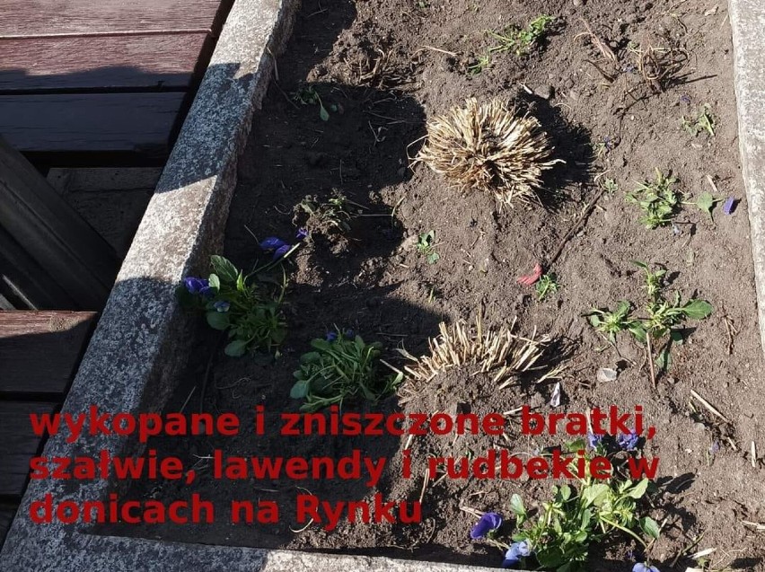 Tak wyglądają niektóre tereny zieleni w Brzegu po...