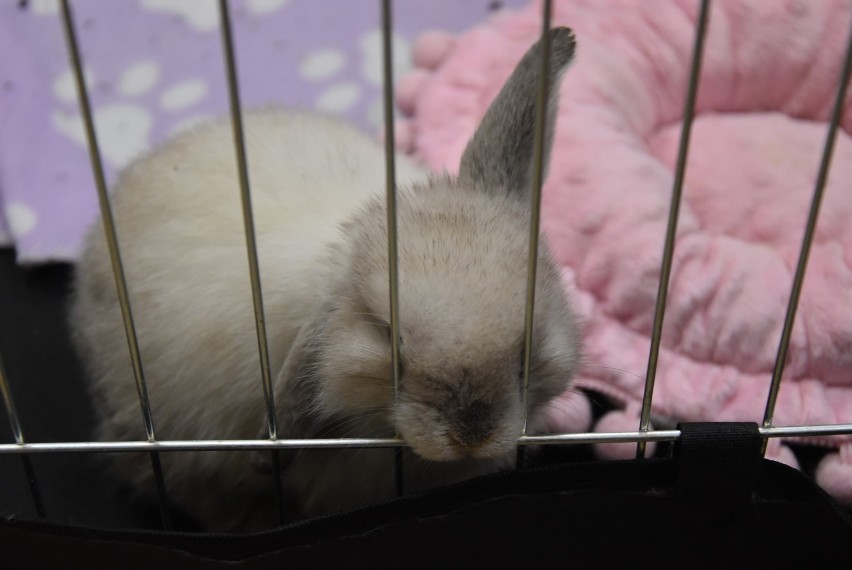 Wystawa królików Karzełek Teddy i Mini Lop w Pile