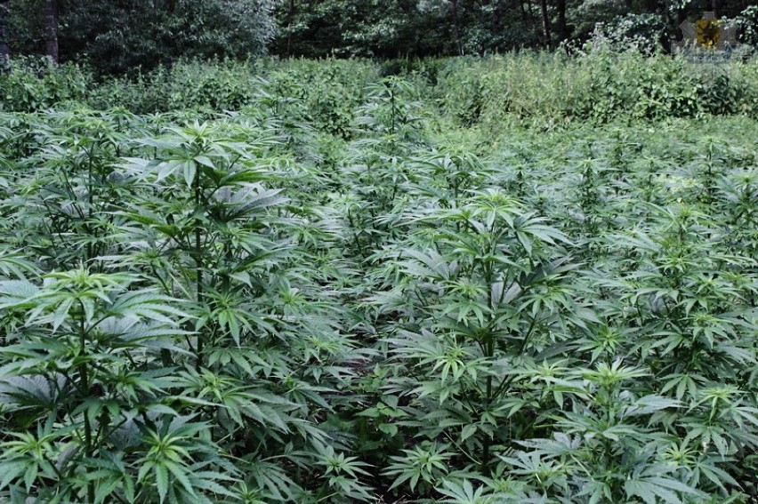 Policjanci zlikwidowali plantację marihuany