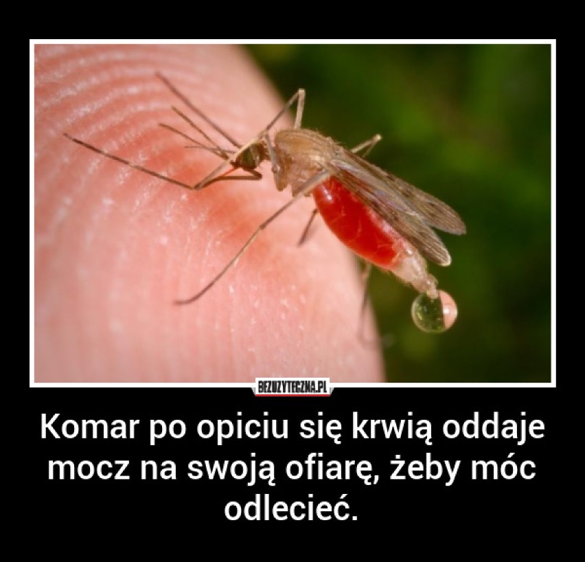 Dzień Komara: 12 faktów o uciążliwych owadach