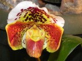Orchidalia 2011 - BUW zakwitł storczykami [zdjęcia]