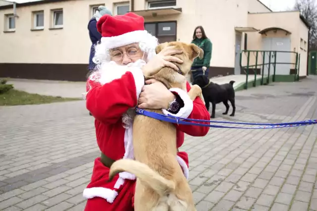 Najnowsze informacje ze Schroniska dla zwierząt w Poznaniu - wydarzenia, psy i koty do adopcji