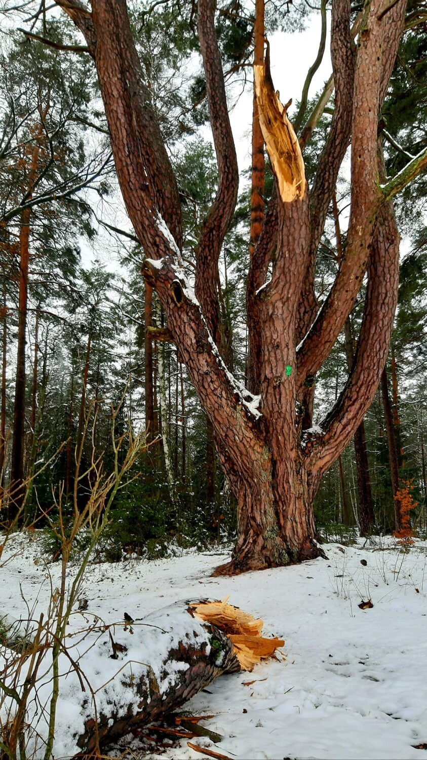 Ośmiornica to niesamowity pomnik przyrody na trasie Brody -...