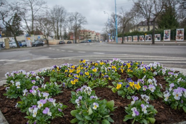 Wiosenne kwiaty ubarwiają miejskie rabaty