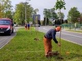 Kolno. Nowe drzewa na ulicach Konopnickiej i Sportowej