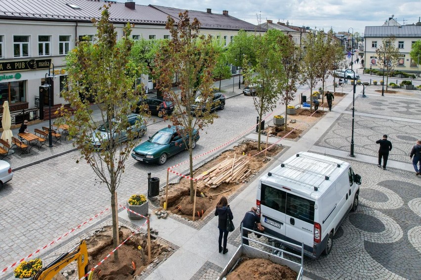 Augustów stawia na zieleń. Pierwsze drzewa już są na Rynku Zygmunta 