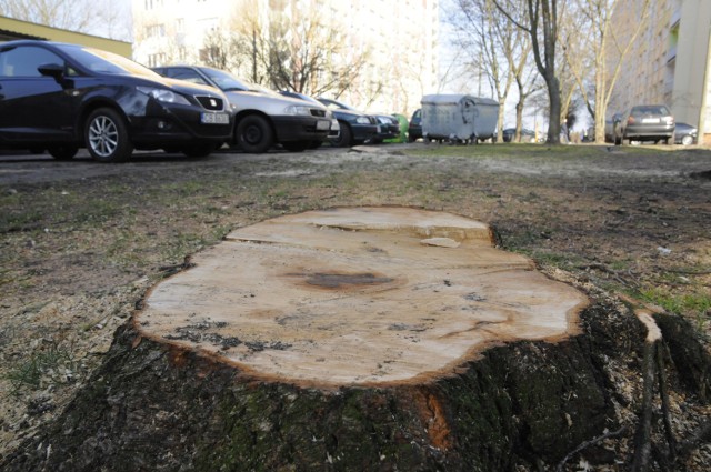 Spółdzielnia Mieszkaniowa „Budowlani” wycięła drzewa przy ul. Ku ...