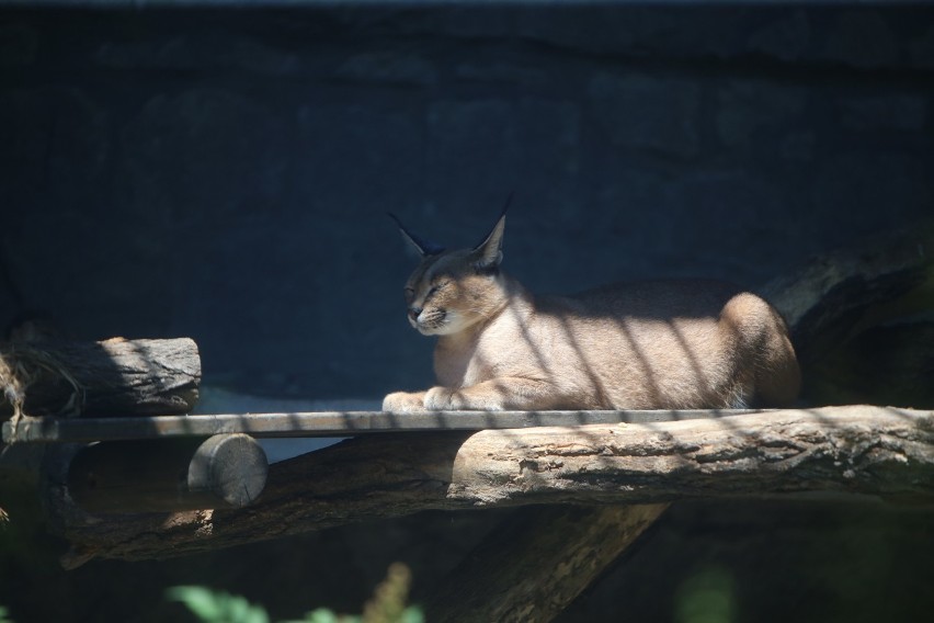 Puma Nubia w Śląskim Ogrodzie Zoologicznym 

Zobacz kolejne...