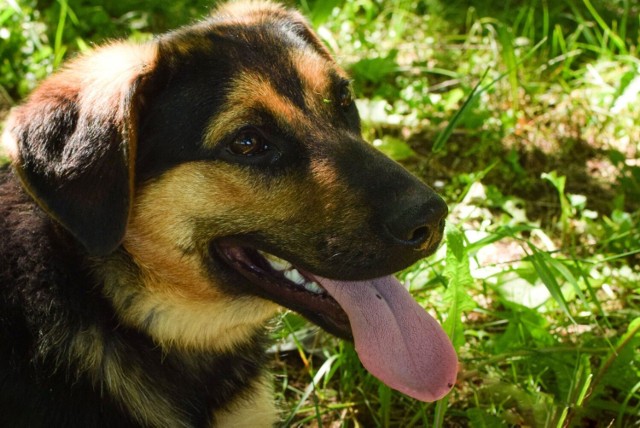 Chcesz znaleźć przyjaciela, który nigdy cię nie zawiedzie i obdarzy bezinteresownym uczuciem? Bezdomne psy polecają się do adopcji. Zobacz zdjęcia, może na nim jest Twój nowy domownik? Na zdjęciu Jimmy podczas sesji w schronisku wykonanej przez wolontariuszy.