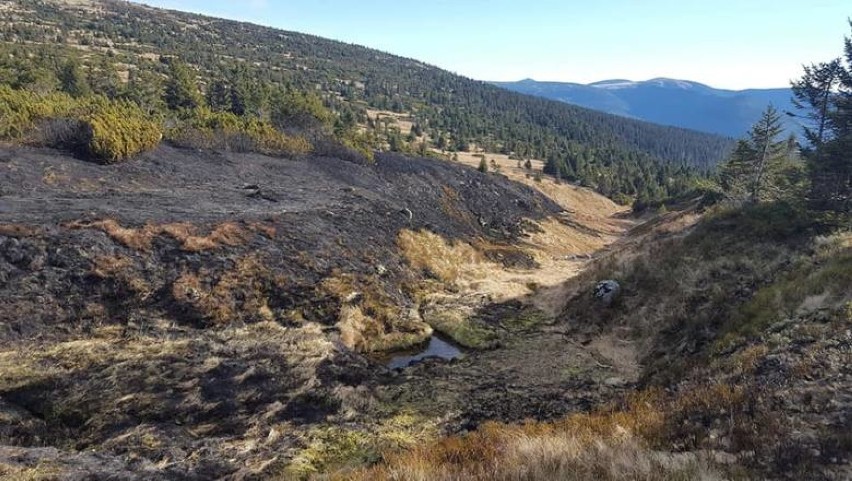Pożar w Karkonoszach strawił 10 hektarów terenu po czeskiej...