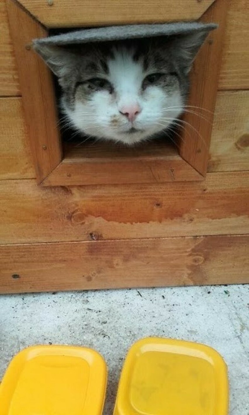 Koty chętnie korzystają ze schronienia w domkach...