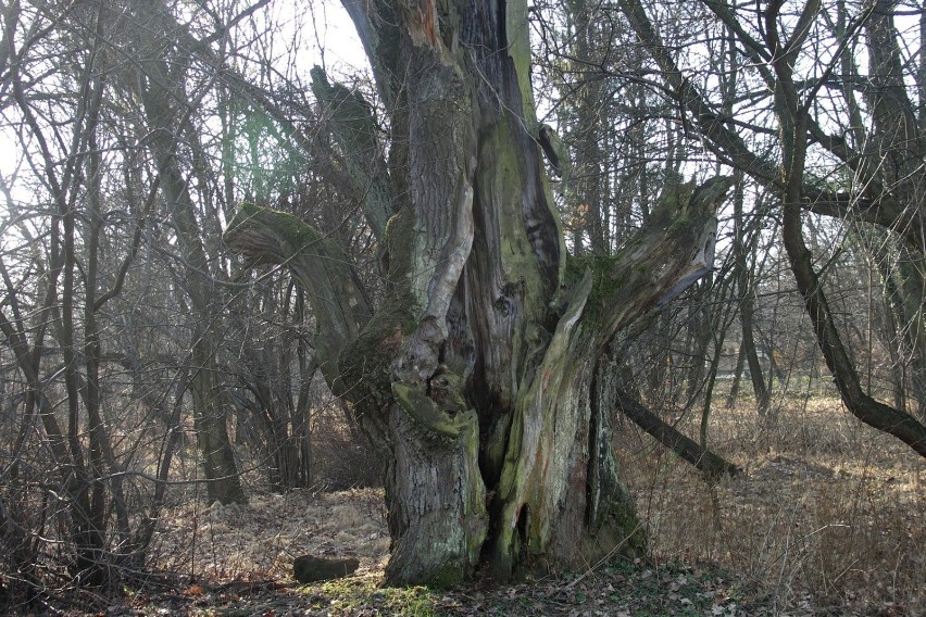 Kilkusetletnie dęby pamiętają czasy cystersów. Ten dokonał...