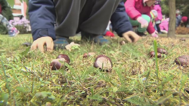 Przedszkolaki z Gorzowa Wielkopolskiego zbierają kasztany