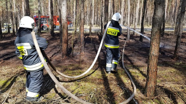 Pożar lasu między Wolborzem a Młoszowem. W akcji brały udział cztery zastępy OSP.