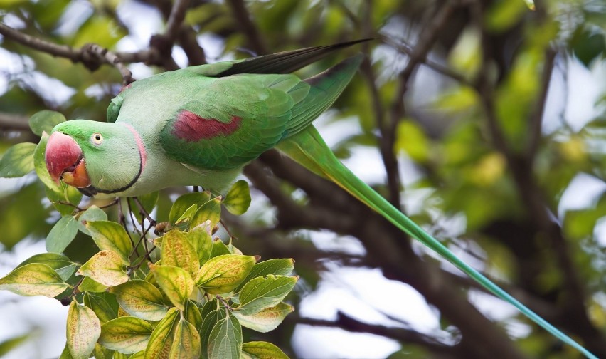 Aleksandretta większa – 5
Gatunek ptaka z rodziny papug...