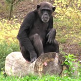 Szympans dał nam altruizm i miłość bliźniego?