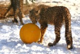 Poznaliśmy imiona gepardów z gdańskiego zoo! Oto zwycięzca aukcji WOŚP. WIDEO