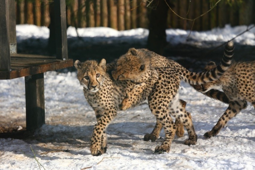 Poznaliśmy imiona gepardów z gdańskiego zoo!