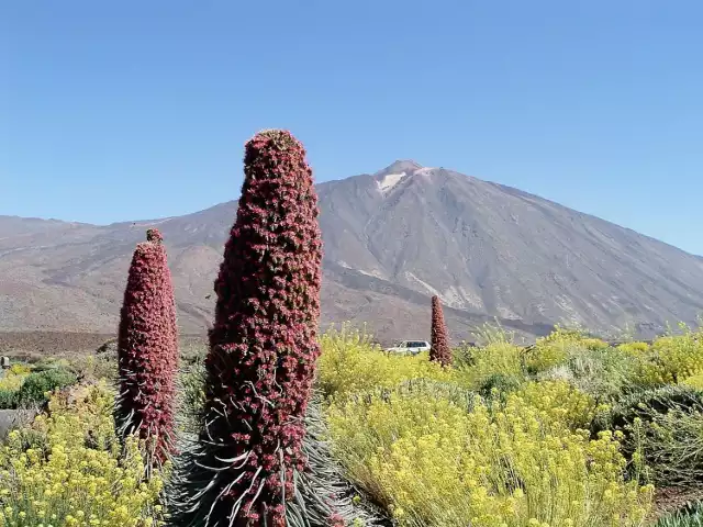 Wulkan Teide 3718m n.p.m. i kwiaty Teneryfy.
