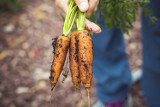 Jak i gdzie przechowywać ziemniaki i inne warzywa na zimę? To zrób z ziemniakami, marchwią, burakami i innymi warzywami korzeniowymi!