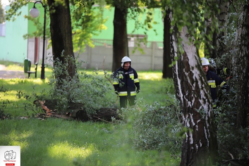 Strażacy usuwali zwisający konar drzewa w parku [ZDJĘCIA]                              