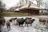 Zimowy spacer po Muzeum Rolnictwa w Ciechanowcu. To jedno z najbardziej niezwykłych miejsc na Podlasiu (ZDJĘCIA)