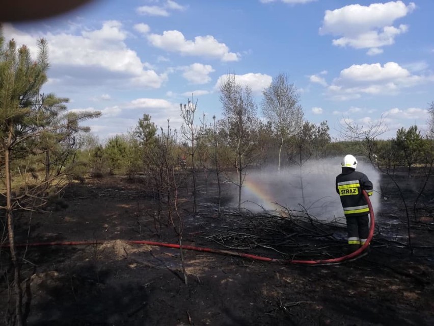 Groźny pożar lasu w Lipie. Ogień szybko się rozprzestrzeniał