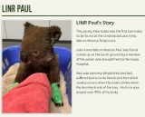Uczniowie z Pielgrzymowic adoptowali koalę. Australijski miś ma na imię Paul i miał poparzone 90 proc. ciała