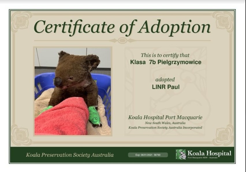Uczniowie z Pielgrzymowic adoptowali koalę. Australijski miś ma na imię Paul i miał poparzone 90 proc. ciała
