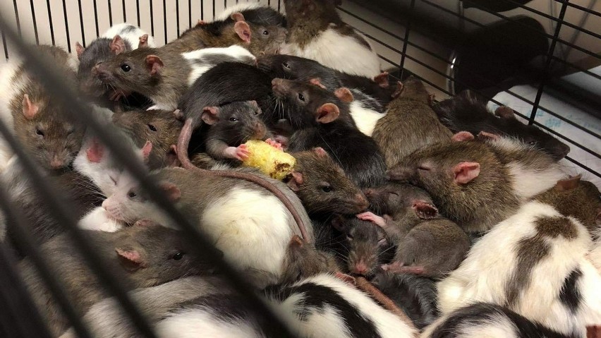 W mieszkaniu w tarnowskim bloku żyło około 130 szczurów