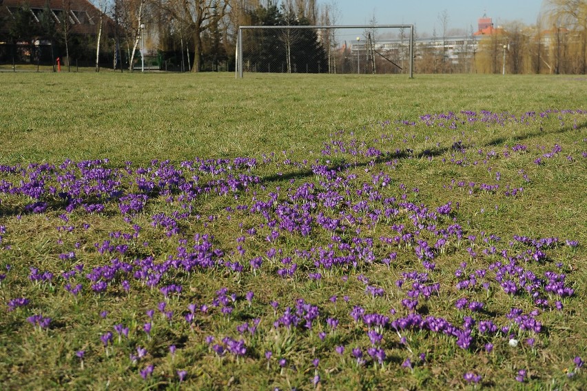 W Poznaniu widać pierwsze oznaki wiosny.