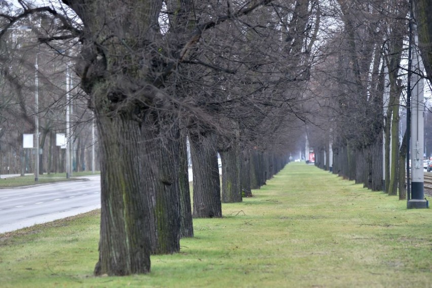 RDOŚ przyznaje, że wycinka Alei Lipowej była bez zezwolenia 