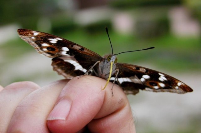 Mieniak tęczowiec (Apatura iris)