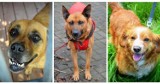 Piękne psiaki do adopcji ze schroniska w Chorzowie - ZDJĘCIA. One czekają na nowy dom!