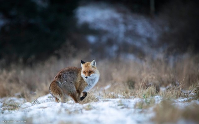 Fotografia przyrodnicza jest wielką pasją Daniela Andalukiewicza.